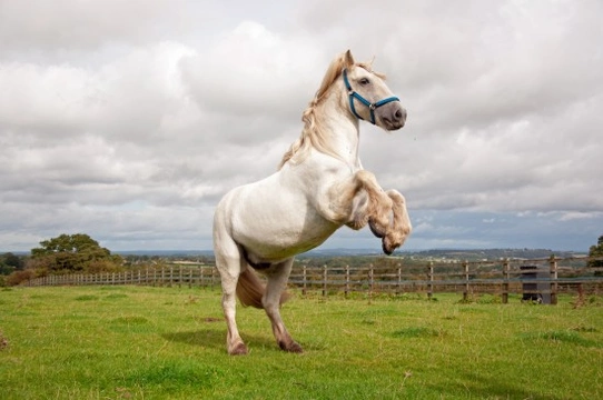 Retraining the delinquent horse