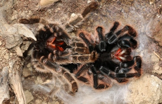 Tarantulas and moulting