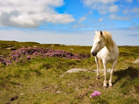 Buying a Native Pony