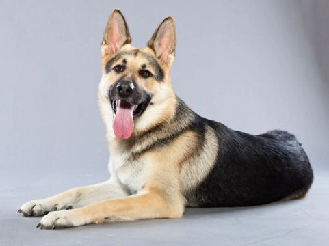 Introducing the German Shepherd Dog