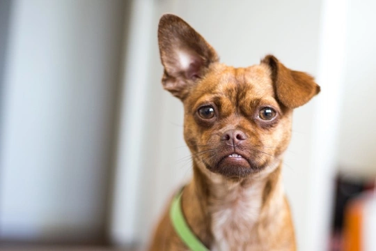 Learning more about the different types of ears dogs can have