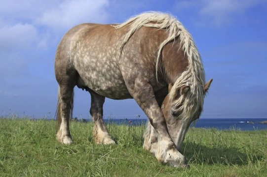 Feather mites on horses