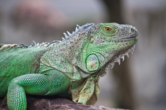 Keeping Green Iguanas Successfully