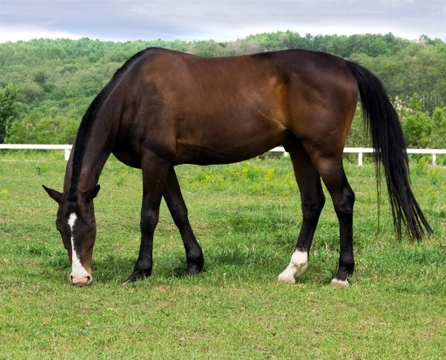 The Goodness of Grazing