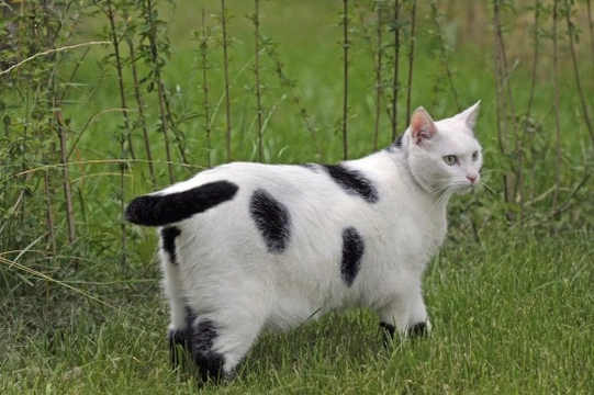 How to tell if your cat is overweight - and what to do about it