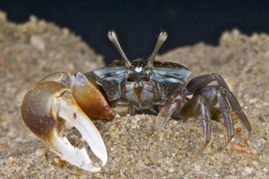 Keeping pet fiddler crabs