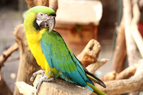 Respiratory Infections in Birds