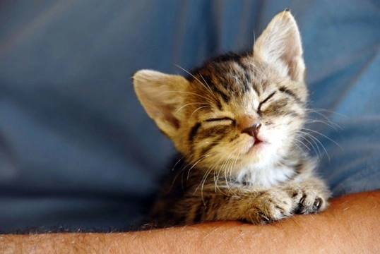 Why do cats purr?