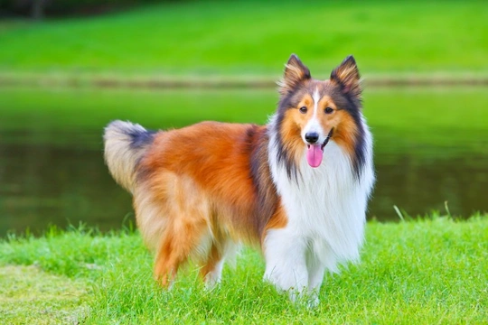 How to tell if the Shetland sheepdog is the right dog breed for you