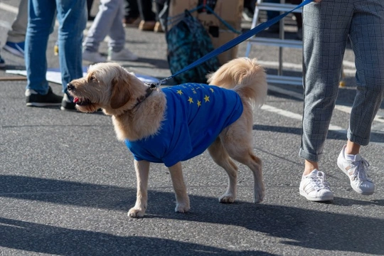 What are the implications of a ‘No Deal Brexit’ for our pets?