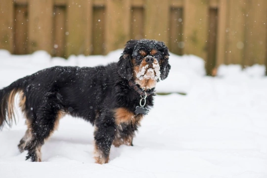 The distinguished and regal history of the King Charles spaniel and its modern controversy