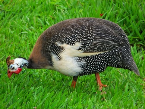 The Joys of Keeping Guinea Fowl