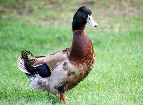 Wet Feather in Ducks & Geese Explained