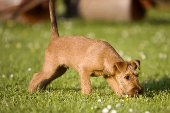 5 Extraordinary Things Dogs are Trained to Sniff Out