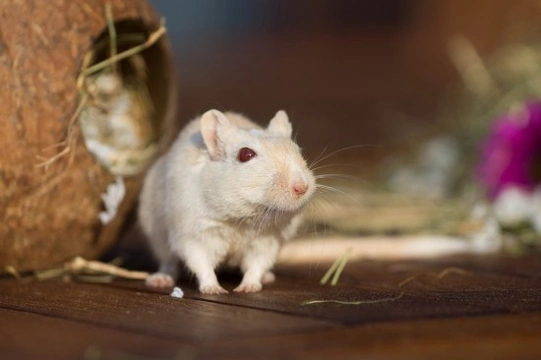 Understanding gerbil behaviour