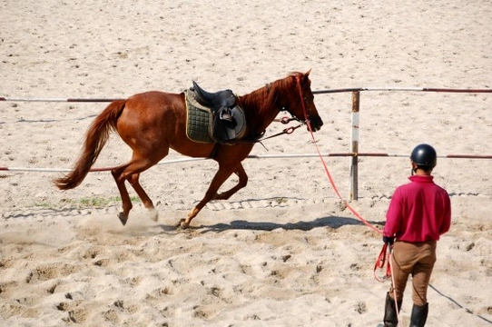 Horses - Show Time and How to Get Fit