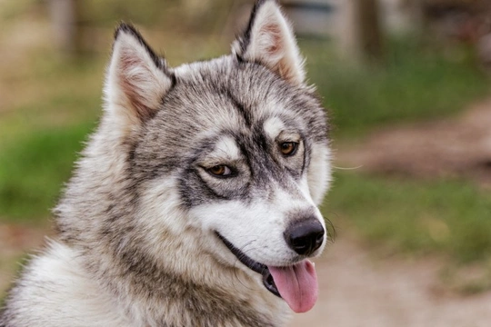 Discoid lupus - What it means for dogs