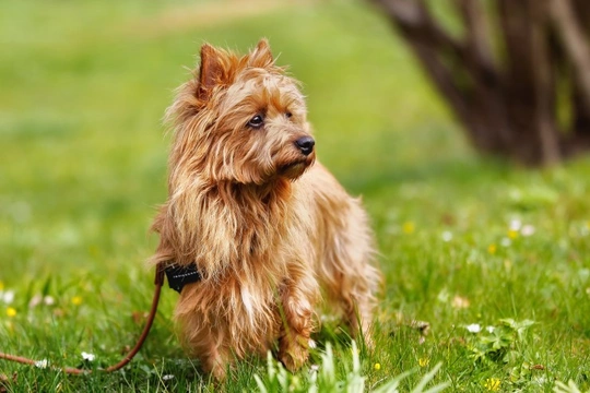 The Australian Terrier as a Family Pet