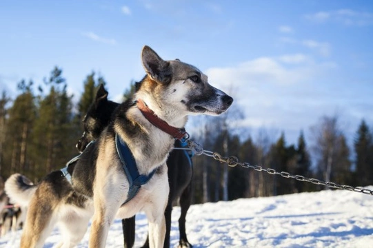 8 Dogs Built for Speed