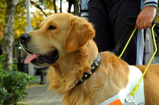 Service and assistance dogs