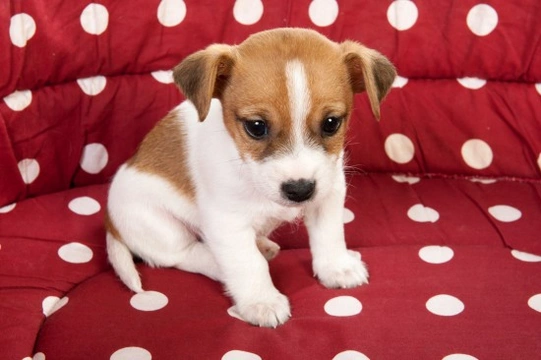 Puppy Toilet Training