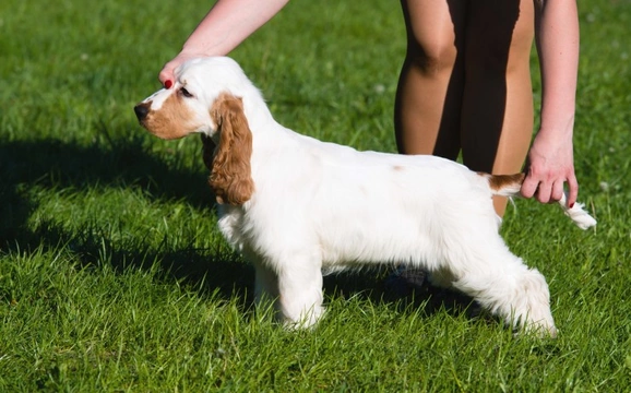 Familial Nephropathy (FN) in the cocker spaniel