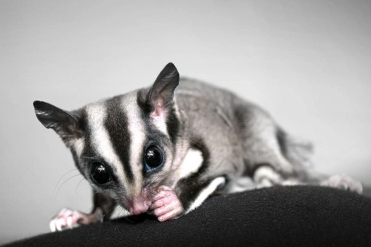 Do Sugar Gliders Make Good Pets?