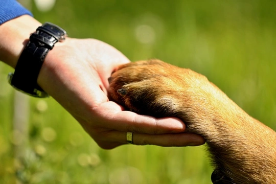 Can pets help sufferers of mental illness?