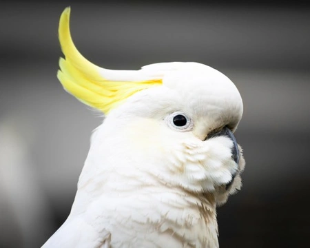 Sulphur Crested Cockatoo