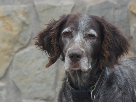 ¿Por qué le salen canas a mi perro?