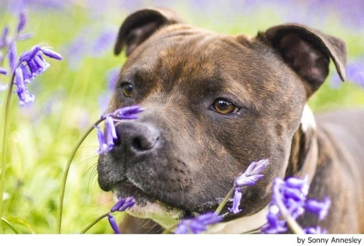 Cómo funciona el hocico de un perro