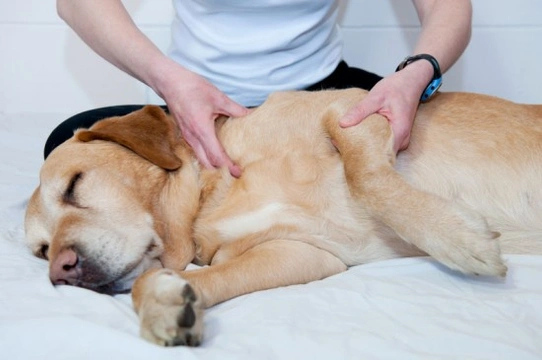 Holistic Therapies in Veterinary Medicine