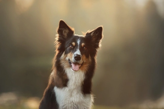 What dog breeds are most likely to attack postmen? Is yours one of them?