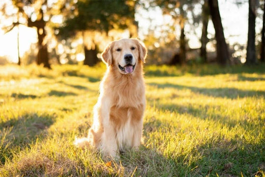 Five dog care rules you can or even sometimes should break in summer