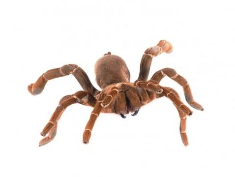 The King Baboon Tarantula - A suitable pet?