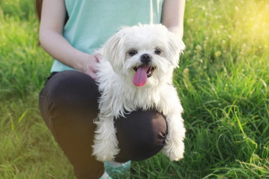 Maltese Dogs - Reverse Sneezing and Collapse Tracheas