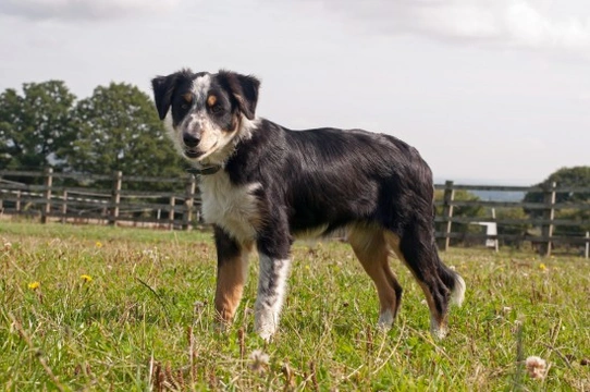 Keeping herding dogs happy