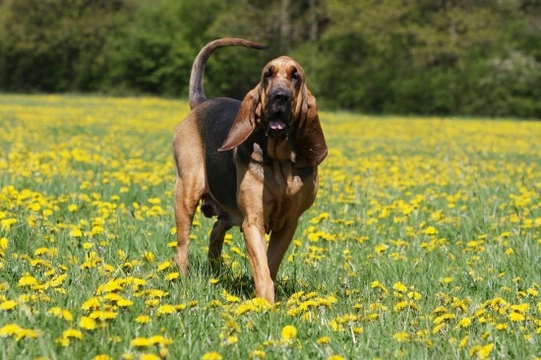 Keeping scenthounds happy