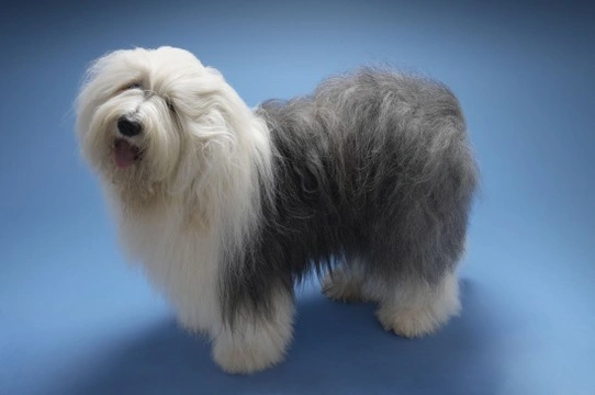 Old English sheepdog hereditary health and health testing