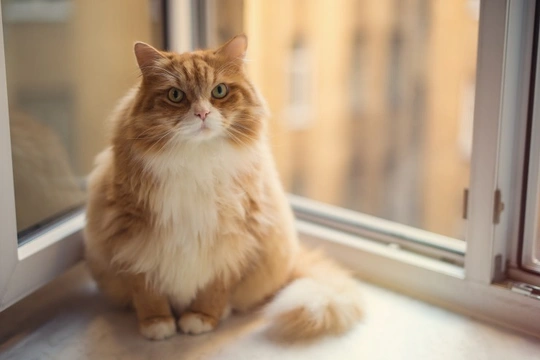 The Often Forgotten Health Problems Obesity Causes in Cats and Dogs