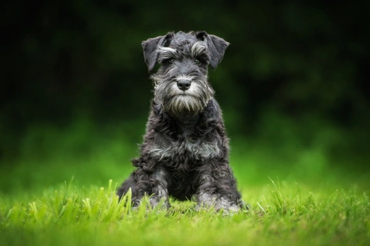 Myotonia congenita DNA testing for the miniature schnauzer dog breed