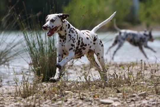 Troubleshooting ticks - More about ticks and dogs