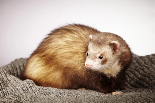 Adrenal Disease in Ferrets Explained