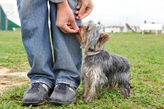 How to get your dog ready for a training class or session