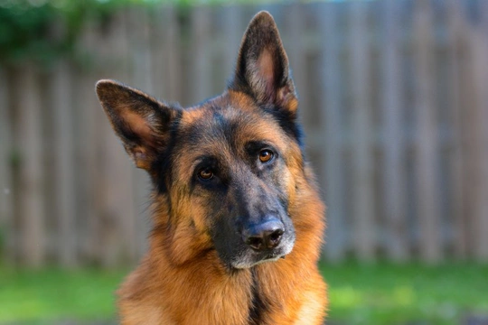 Renal cystadenocarcinoma and nodular dermatofibrosis DNA testing for the German shepherd dog breed