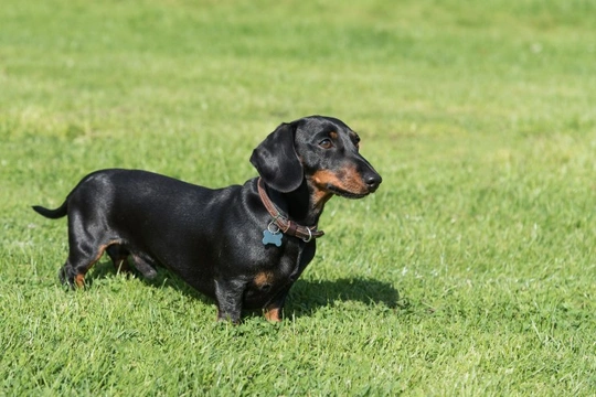 Five dog breeds that exhibit a type of canine dwarfism