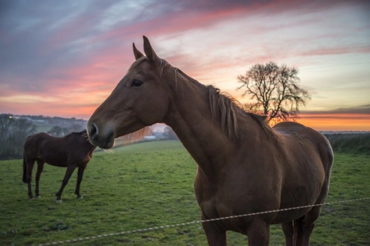 Recent developments in the Equine Flu outbreak