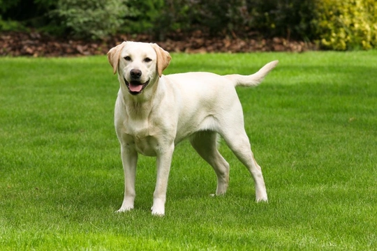 Exercise-induced collapse DNA testing for the Labrador Retriever