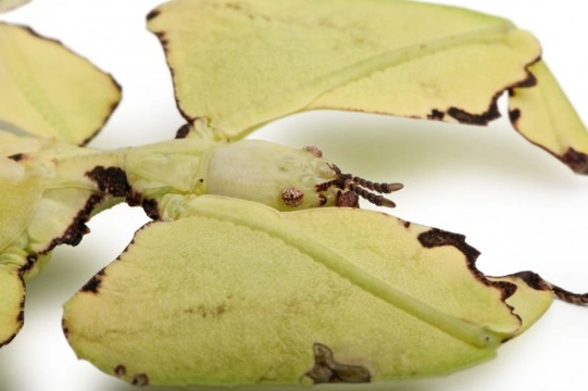 Keeping a pet leaf insect