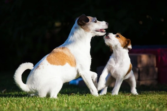 How to keep your puppy from harassing your adult dog